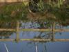 Cors Ddryga - Malltraeth Marsh Today