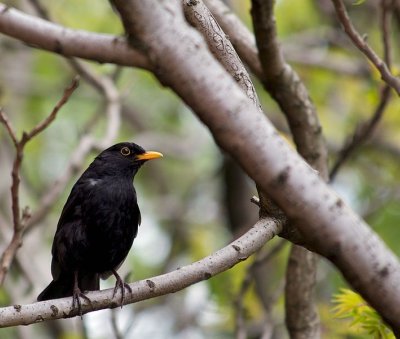 Blackbird image courtesy of Pete Birkinshaw from Manchester