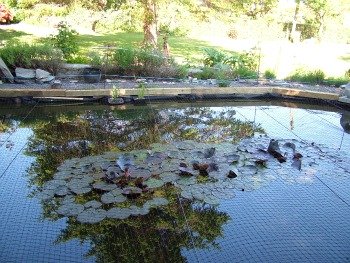 Wendy Steele's Frog & Froglette Pond 