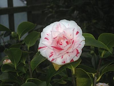 Wendy Steel March 2011 Garden Report