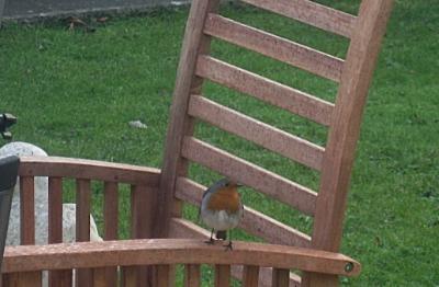 Wendy Steele's Garden - Bull Bay Anglesey