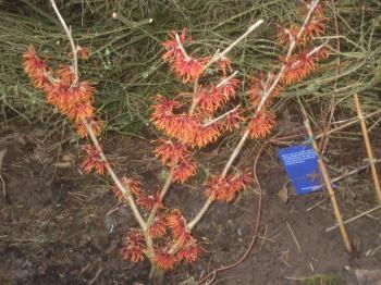 Wendy Steele - Hamamelis Shrub