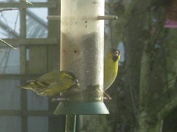 Wendy Steele - Bull Bay Gold Finches