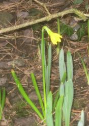 Wendy Steel - First Spring Daffodil
