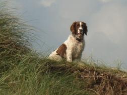 Doggie on a Dune