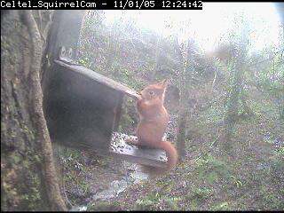 Anglesey Red Squirrels - www.anglesey-hidden-gem.com